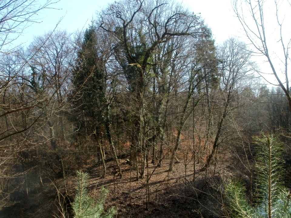 20120316Wasserloch_Hockenheim04