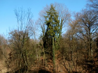 20120316Wasserloch_Hockenheim05