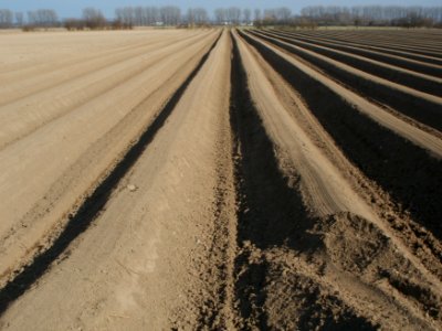 20120314Spargelfeld_Reilingen2