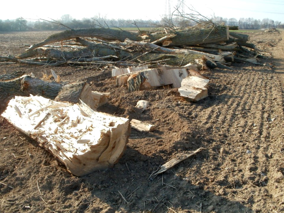 20120314Radikahlschlag09