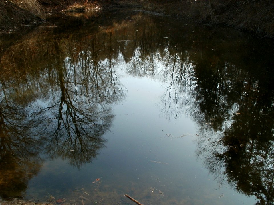 20120316Wasserloch_Hockenheim03