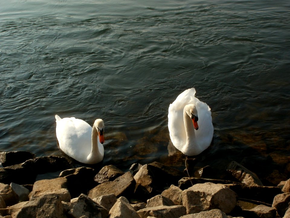 20120314Cygnus_olor1