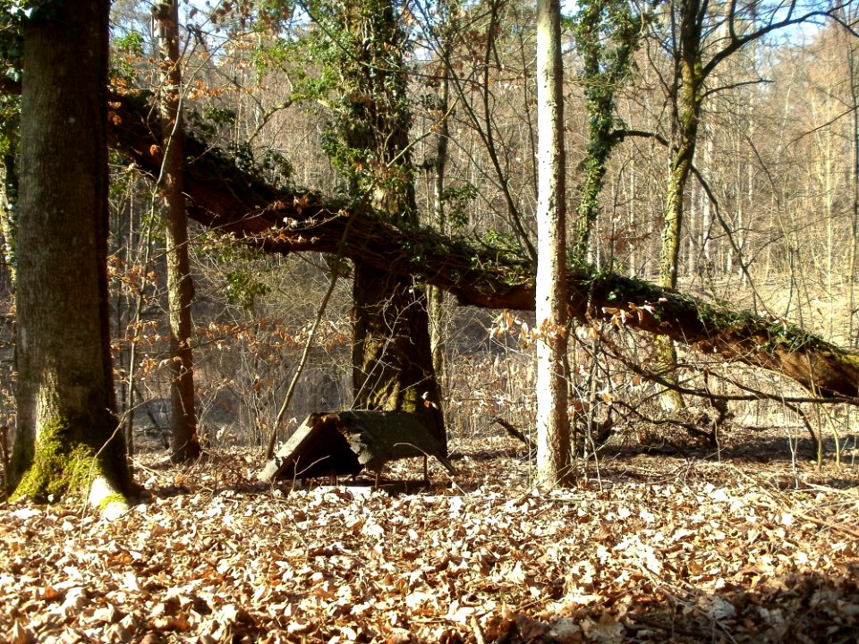 20120316Wasserloch_Hockenheim11