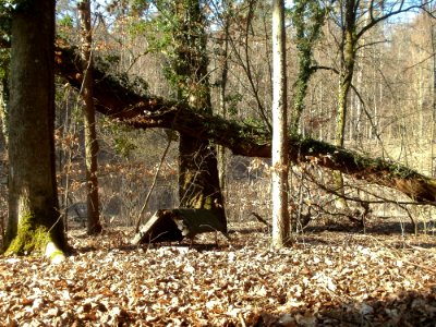 20120316Wasserloch_Hockenheim11