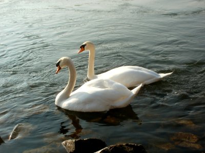 20120314Cygnus_olor3