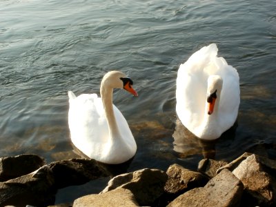 20120314Cygnus_olor2