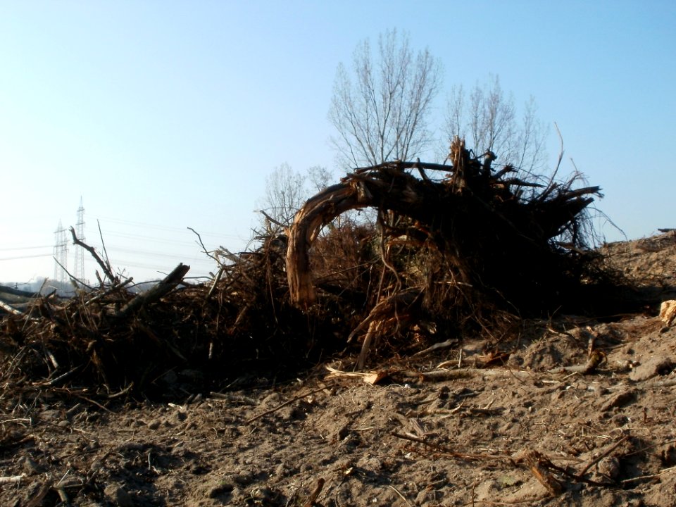 20120314Radikahlschlag03