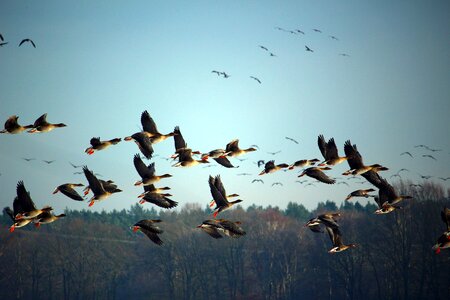 Migratory birds swarm geese
