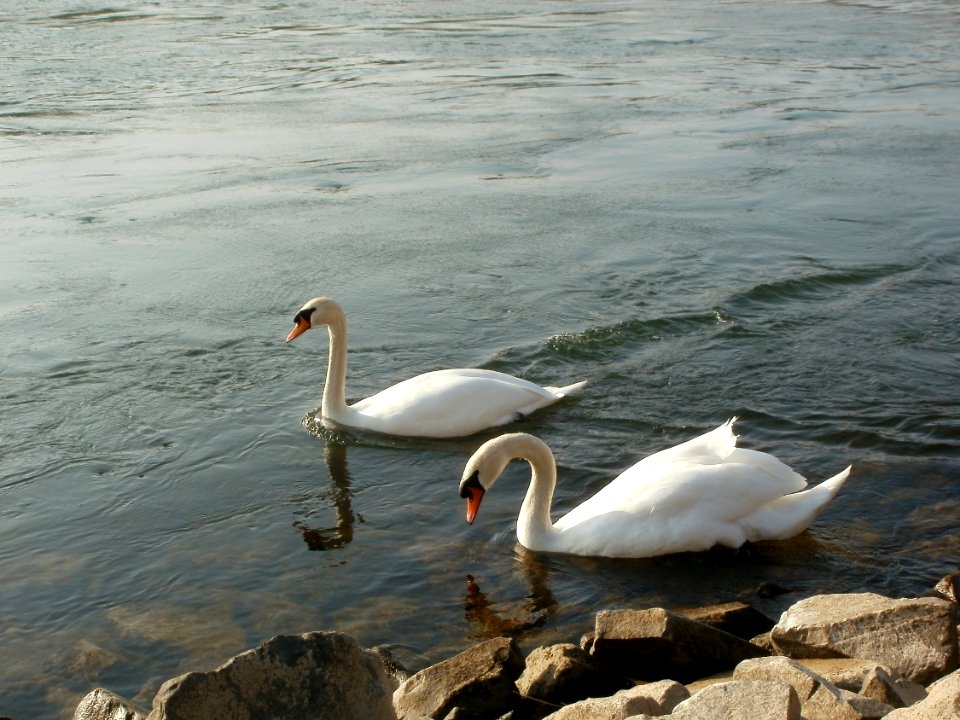 20120314Cygnus_olor5