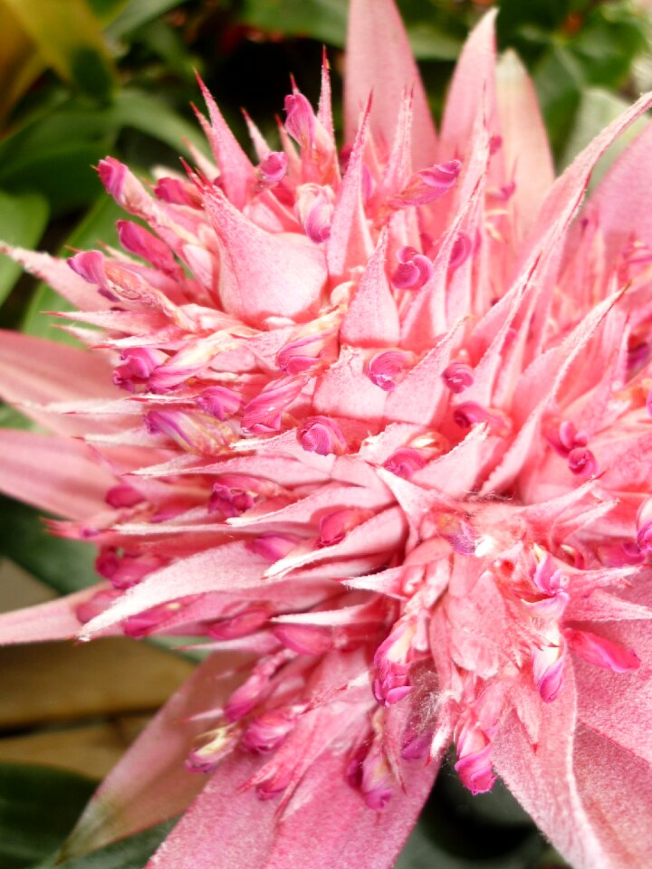 Tropical plant not winter-hardy forms fruit