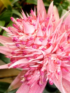 Tropical plant not winter-hardy forms fruit photo