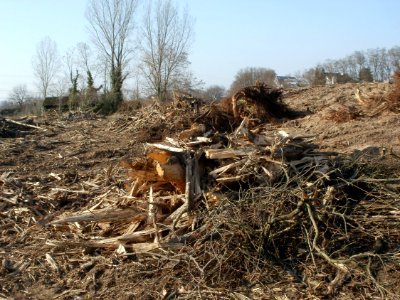 20120314Radikahlschlag01