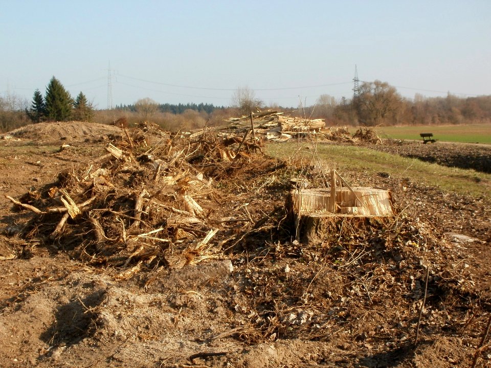 20120314Radikahlschlag08