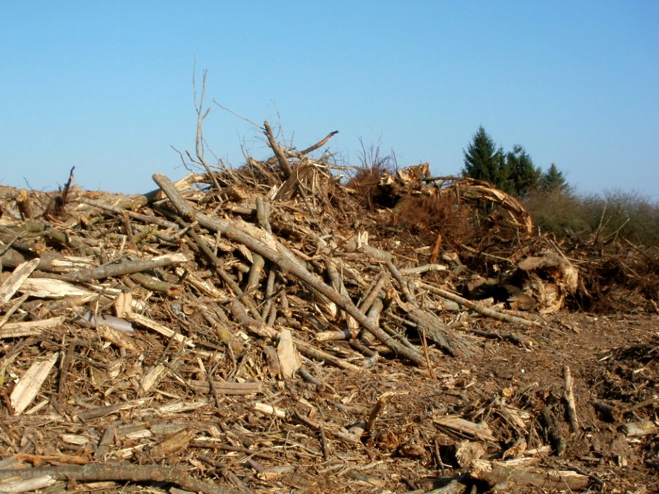 20120314Radikahlschlag04