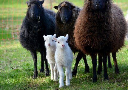Sheep easter lambs mecklenburg