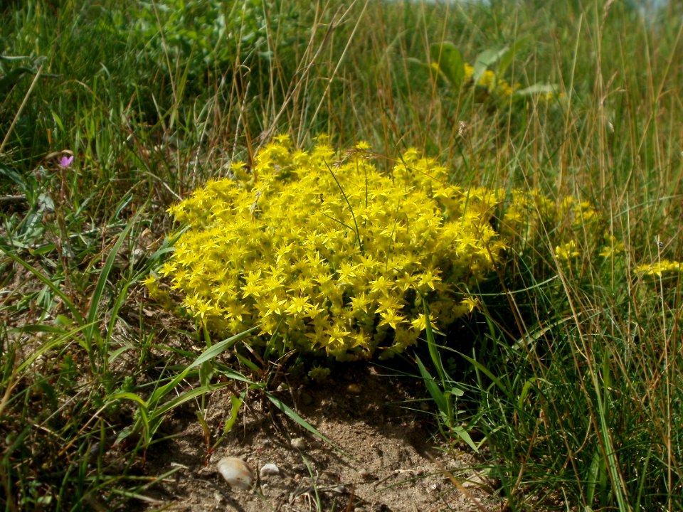 20120623Sedum_acre2