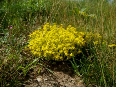 20120623Sedum_acre2