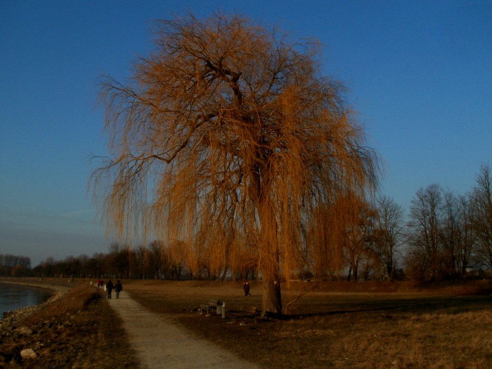 20120212Rhein_Altlussheim