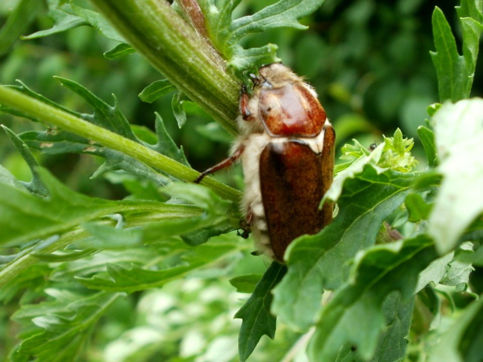 20120624Anoxia_villosa1