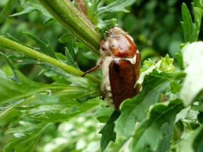 20120624Anoxia_villosa1