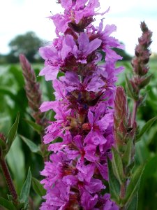 20120623Hockenheimer_Rheinbogen04