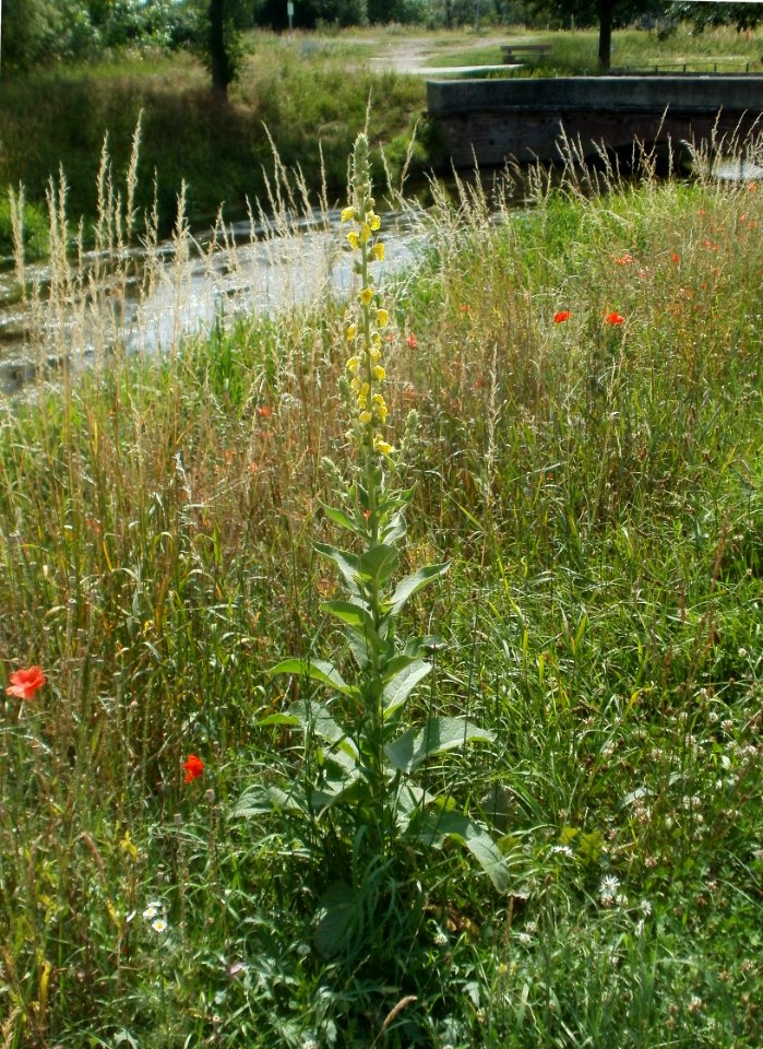 20120623Koenigskerze_Hockenheim1