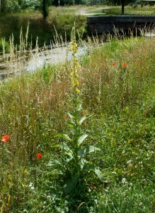 20120623Koenigskerze_Hockenheim1