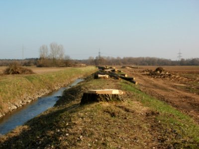 20120314Radikahlschlag11