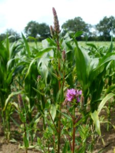 20120623Hockenheimer_Rheinbogen05
