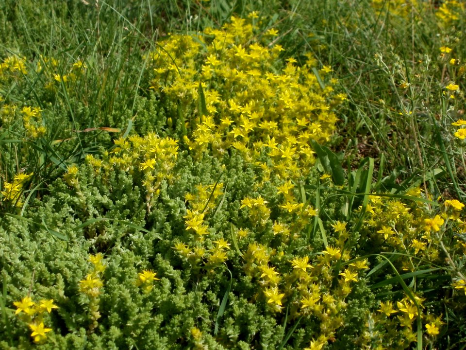 20120623Sedum_acre1