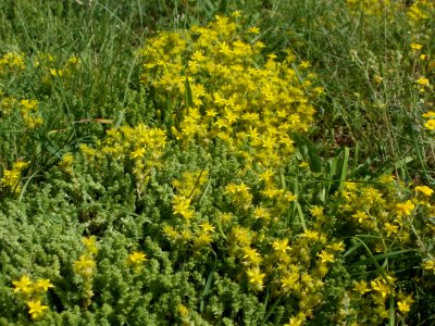 20120623Sedum_acre1
