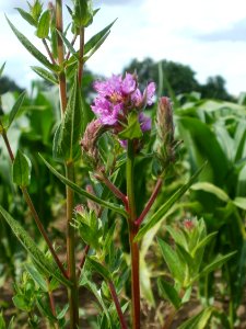 20120623Hockenheimer_Rheinbogen06