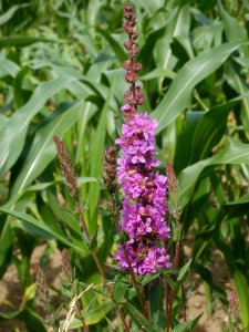 20120623Hockenheimer_Rheinbogen08