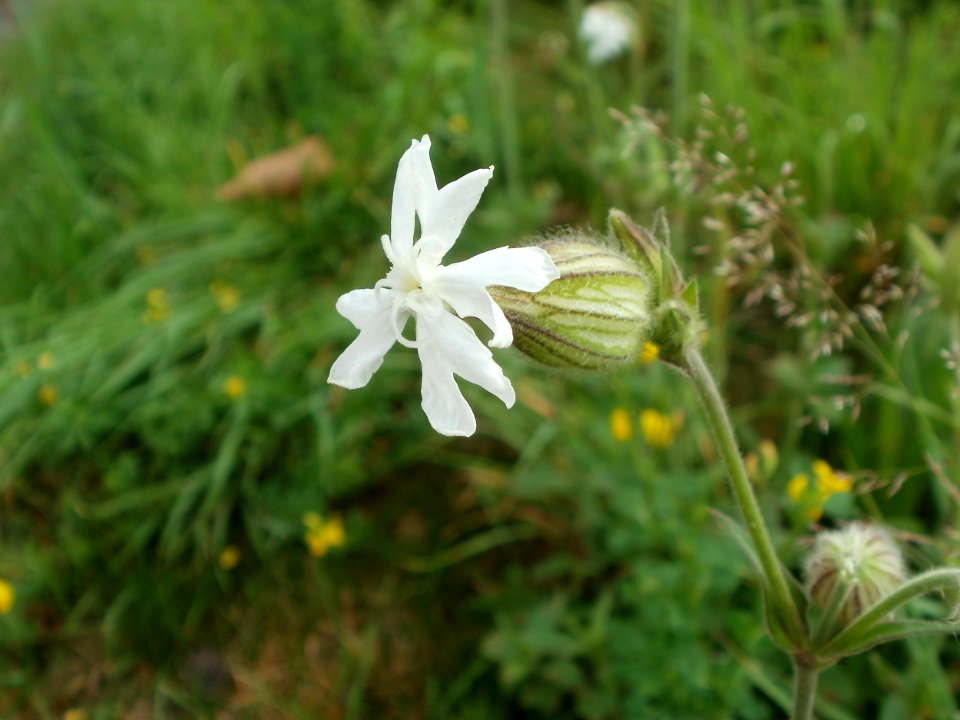 20120621Silene_latifolia1