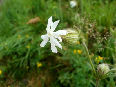20120621Silene_latifolia1