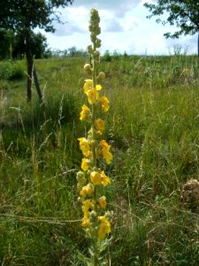 20120623Koenigskerze_Hockenheim5