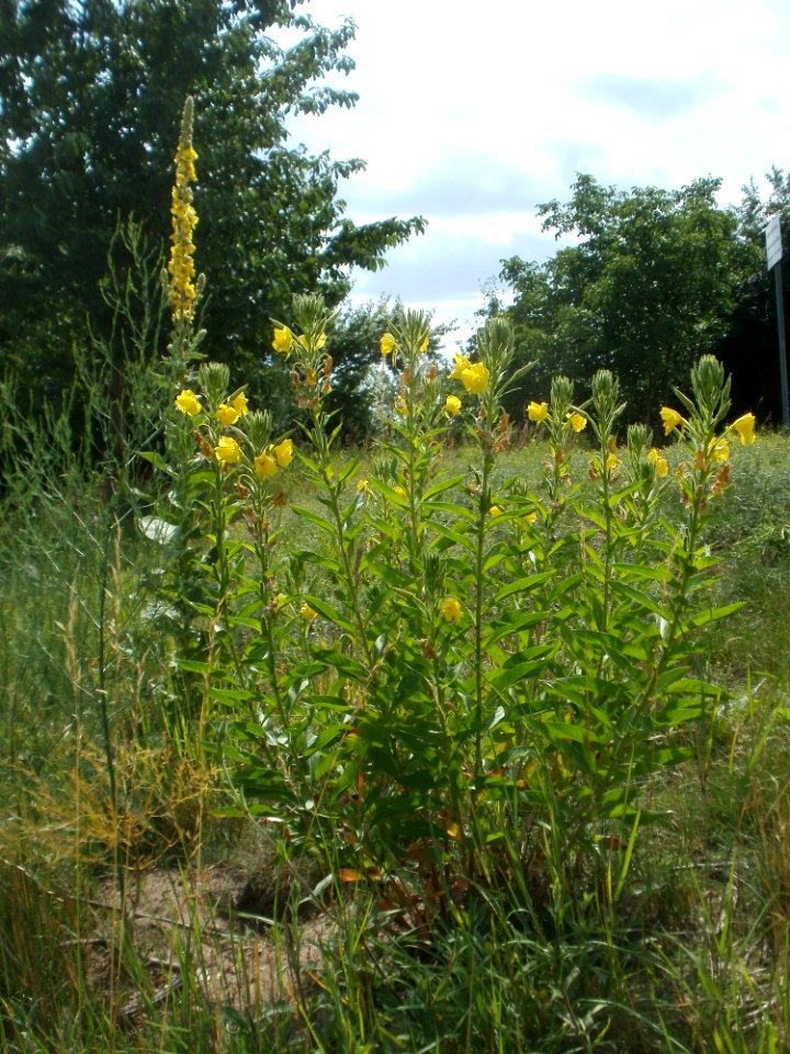 20120623Koenigs_Nachtkerze_Hockenheim