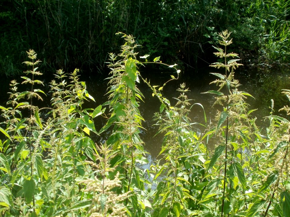 20120623_Brennnesseln_Hockenheim_1