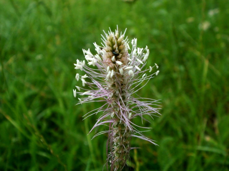 20120621Plantago_media09