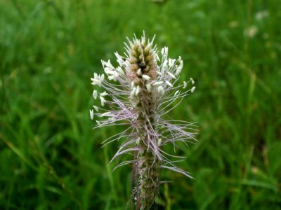 20120621Plantago_media09