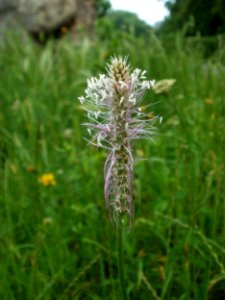 20120621Plantago_media08