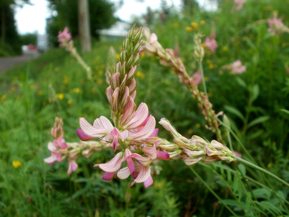 20120621Saar_Saarbruecken03