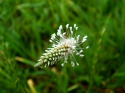20120621Plantago_media11