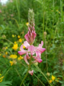 20120621Saar_Saarbruecken01
