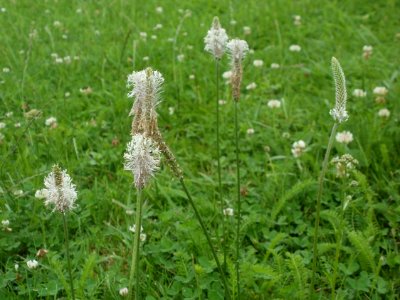 20120621Plantago_media23