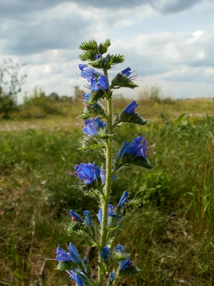 20120623Natterkopf_Hockenheim1