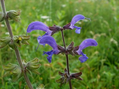 20120621Salvia_pratensis10 photo