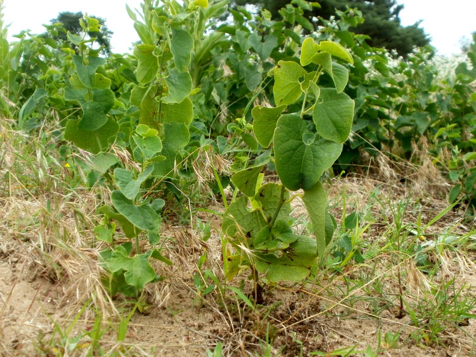 20120624Aristolochia_clematitis1