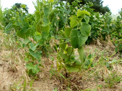 20120624Aristolochia_clematitis1