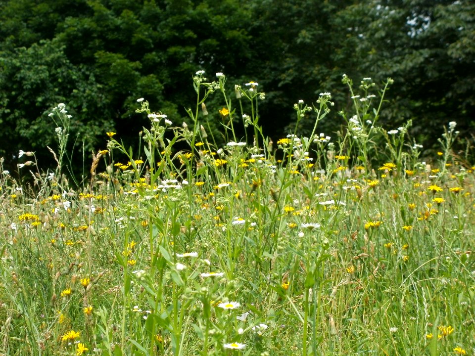 20120621Rotenbuehl_Saarbruecken1